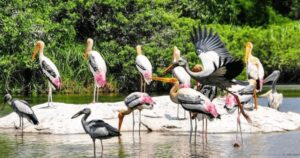 Kolleru Lake Kolleru lake bird sanctuary