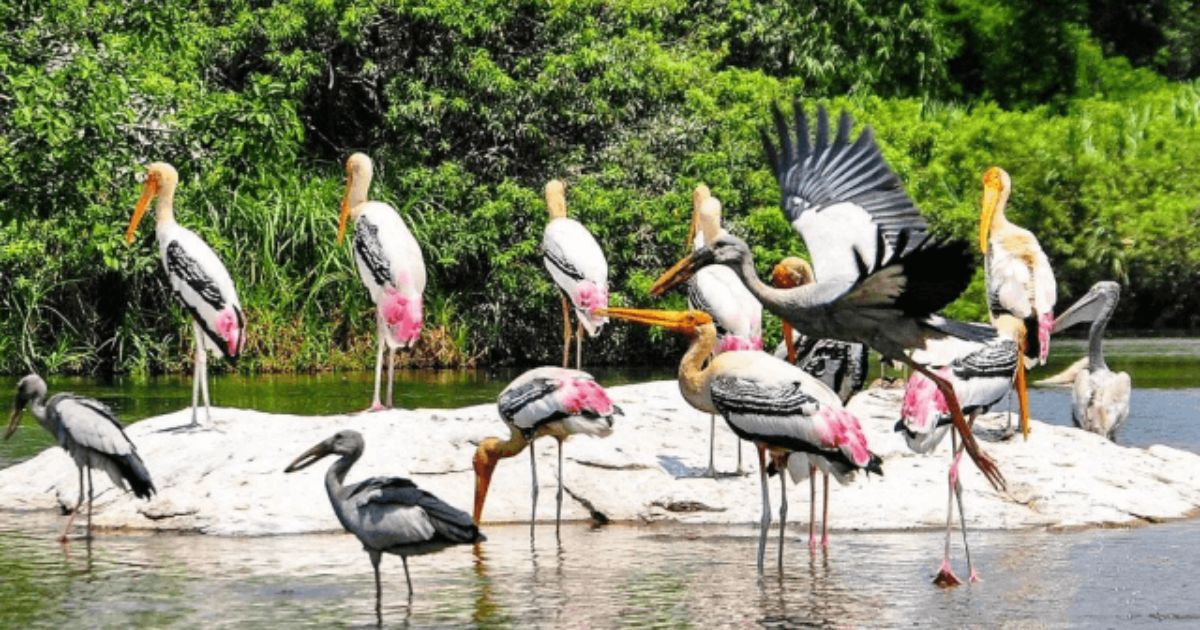 Kolleru Lake Kolleru lake bird sanctuary